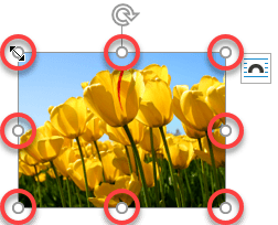 Resize images using the corner handles Resize images using the corner handles
